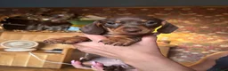 Miniature Dachshund dogs for sale: Gorgeous KC Miniature Dachshund Puppies last 3 - Advert 7