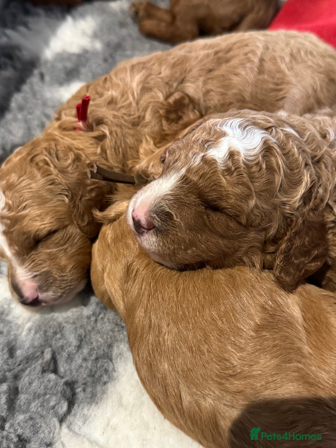 Irish Doodle dogs for sale: Irish doodles - mini F1b - Image 2