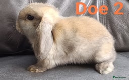 Mini Lop rabbits for sale: 🐰Beautiful mixed litter of Plush x Mini Lop kits - Image 21