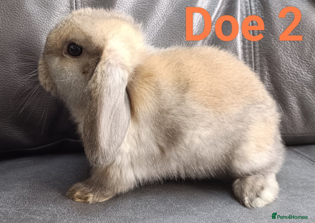 Mini Lop rabbits for sale: 🐰Beautiful mixed litter of Plush x Mini Lop kits - Image 21
