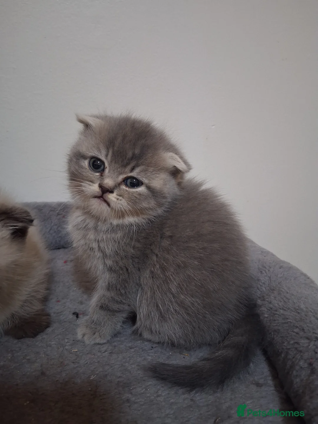 Scottish Fold cats for sale: Scottish fold kittens  - Advert 5