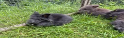 Lionhead rabbits for sale: 3 fluffy lionhead babies  - Advert 3