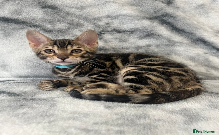 Bengal cats - Advert 15