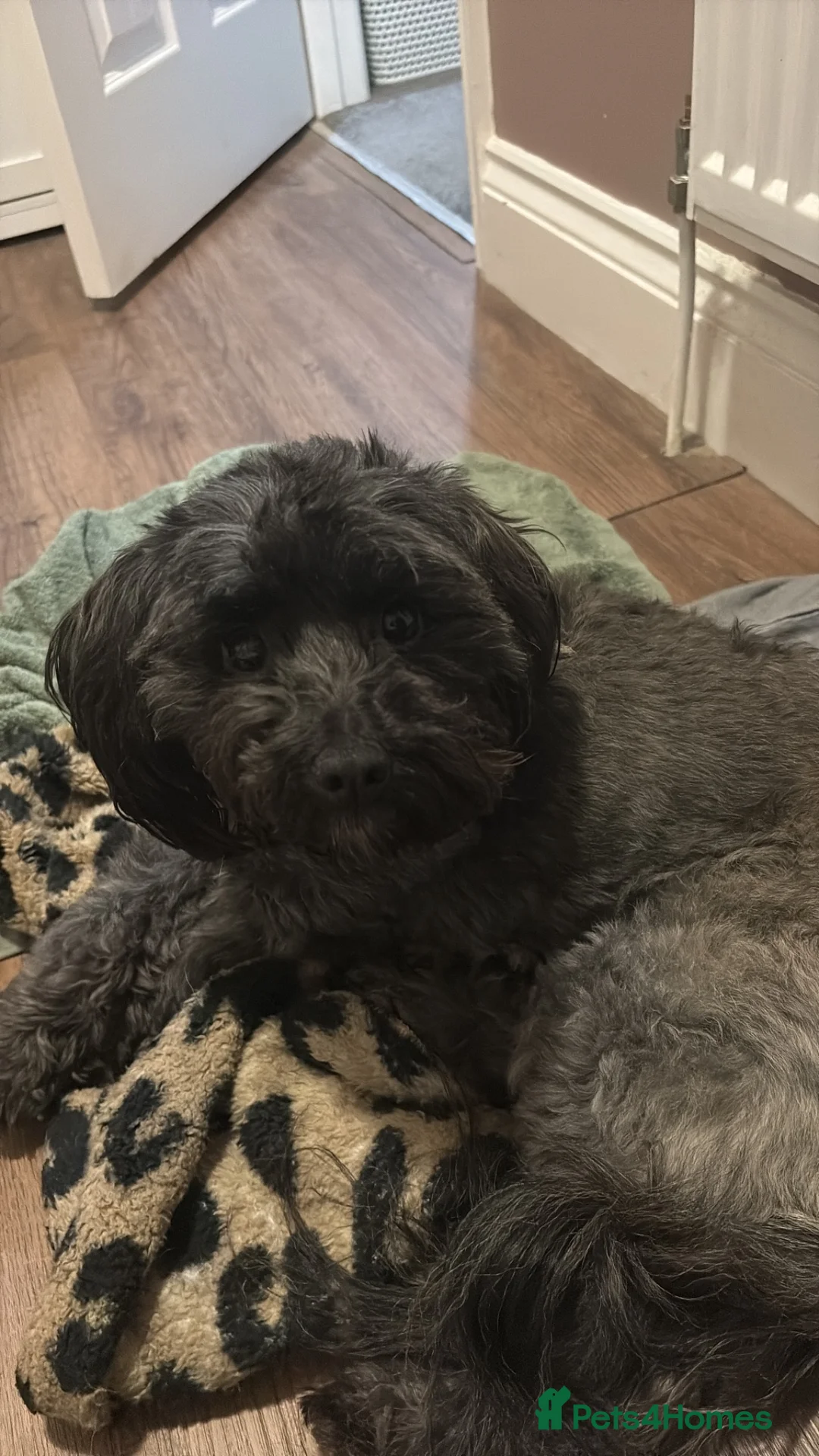 Schnoodle dogs for sale: Florrie  in Fakenham - Advert 2