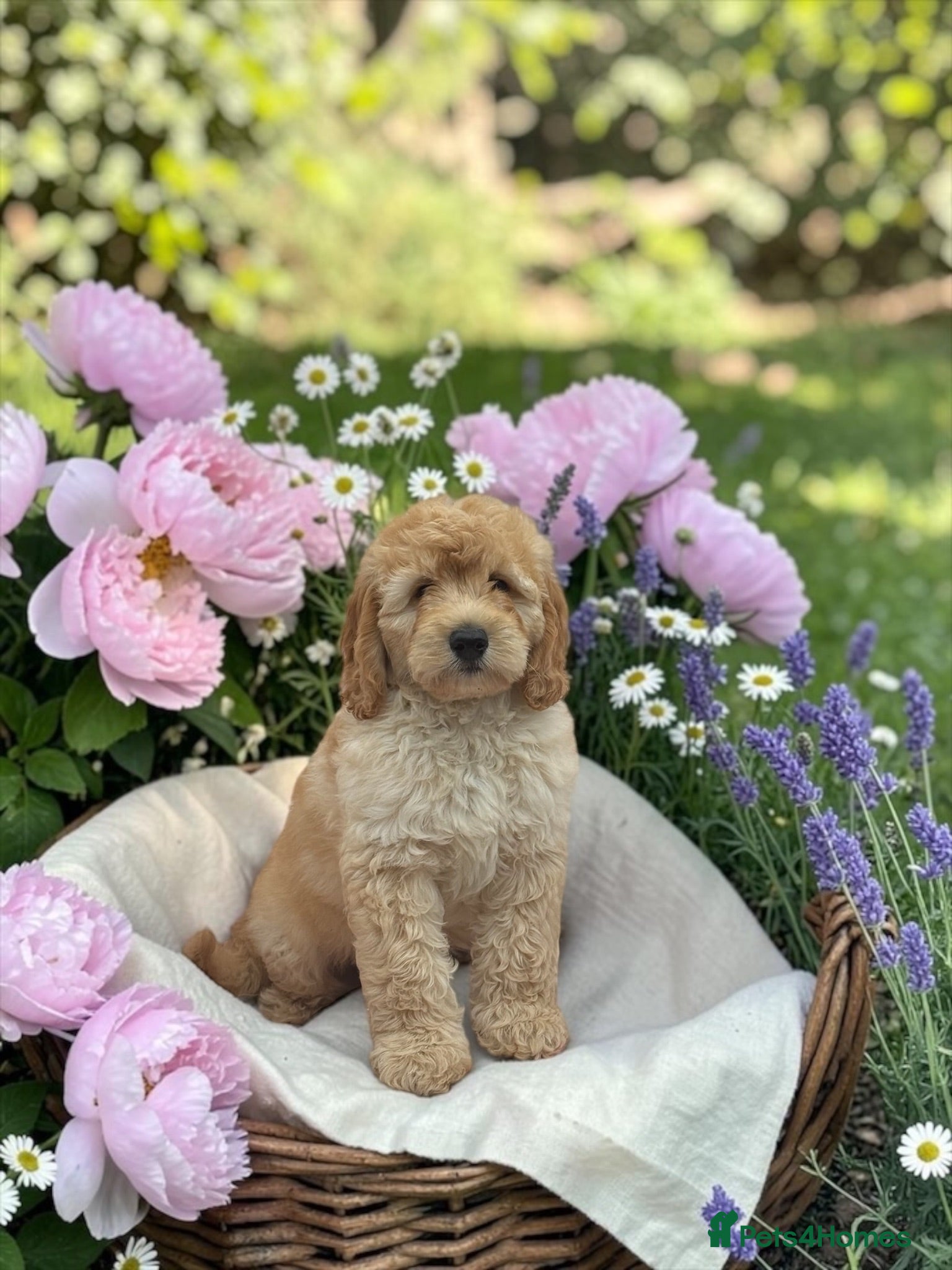 Goldendoodle dogs 1 mini Goldendoodles dna clear puppies  - Advert 1
