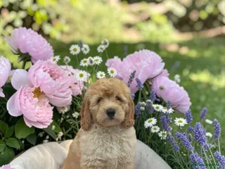 Goldendoodle dogs 1 mini Goldendoodles dna clear puppies - Advert 1