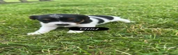 Jack Russell dogs for sale: Traditional Jack Russells - Advert 8