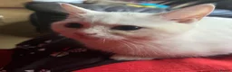 British Shorthair cats for sale: Gccf British Shorthair kittens  - Advert 13