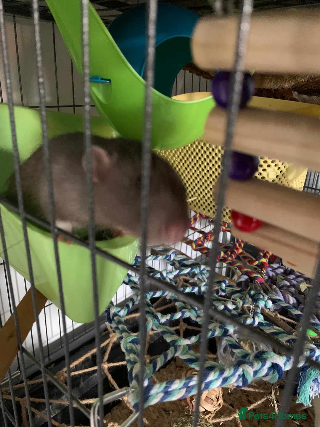 Rat rodents for sale: Male rats looking for new home asap  - Image 3