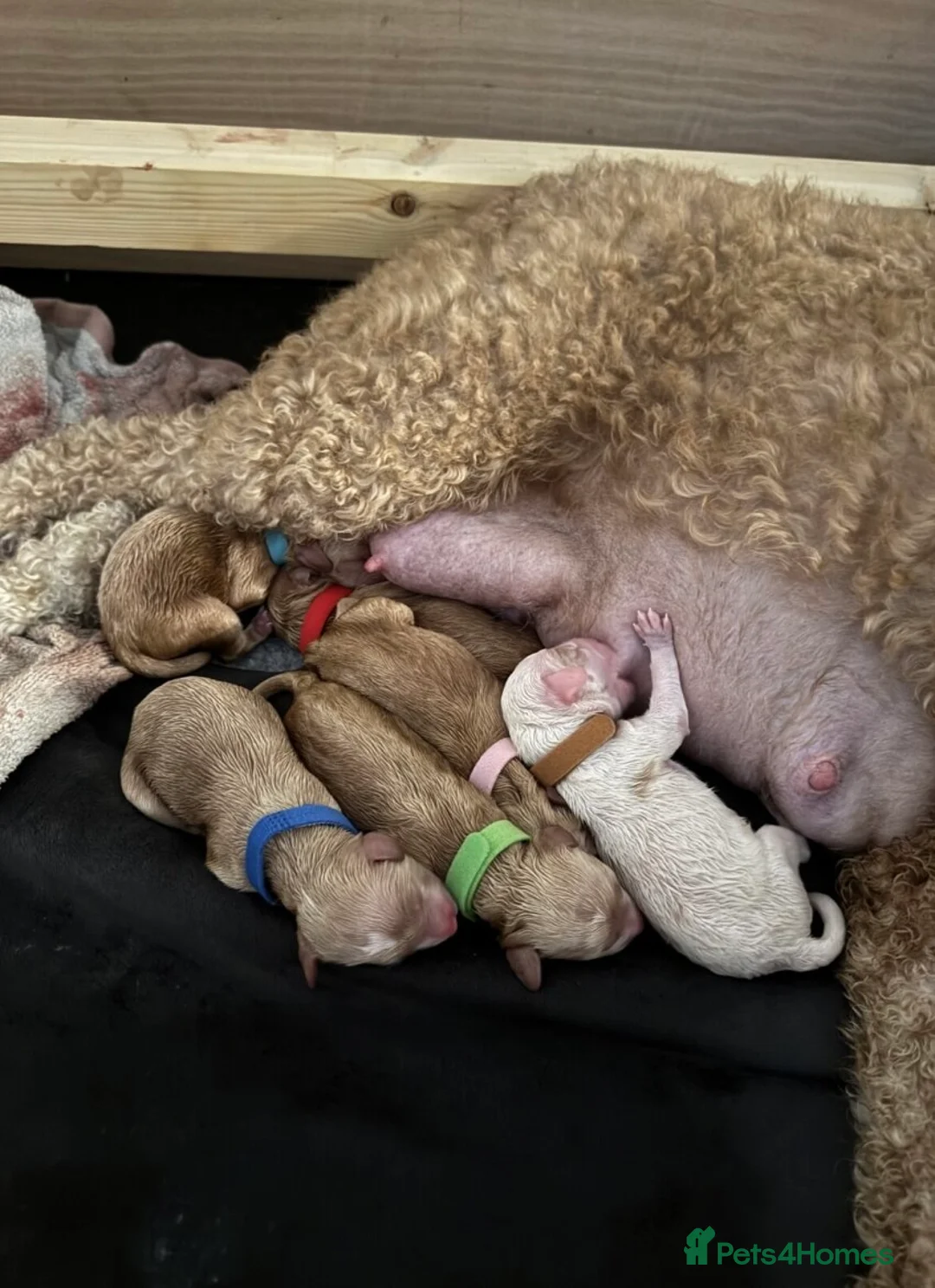 Mixed Breed dogs for sale: Goldendoodle x Cockapoo Puppies (Double Doodles) - Advert 16