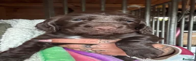 Liver boy 