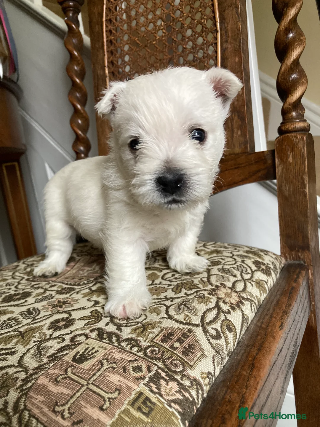 West Highland Terrier dogs for sale: Beautifully bred West Highland Terriers - Advert 12