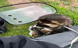 Mixed Breed cats for sale: 🐾 Three Beautiful Cats Looking for Loving Homes  - Image 19