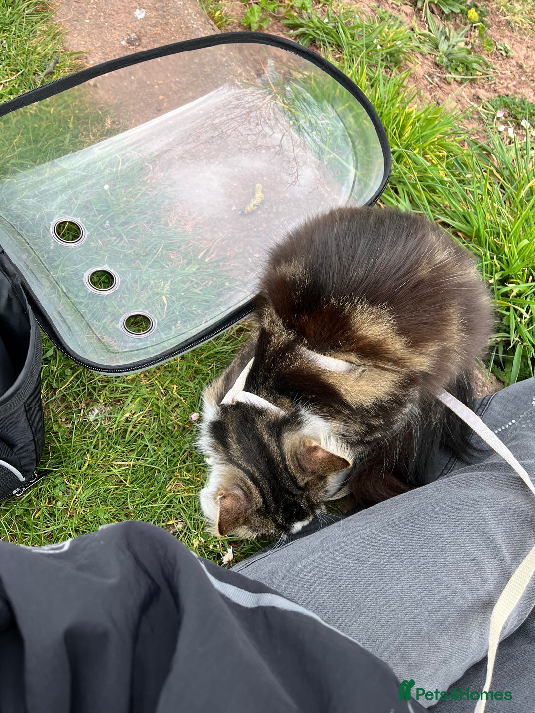 Mixed Breed cats for sale: 🐾 Three Beautiful Cats Looking for Loving Homes  - Image 19