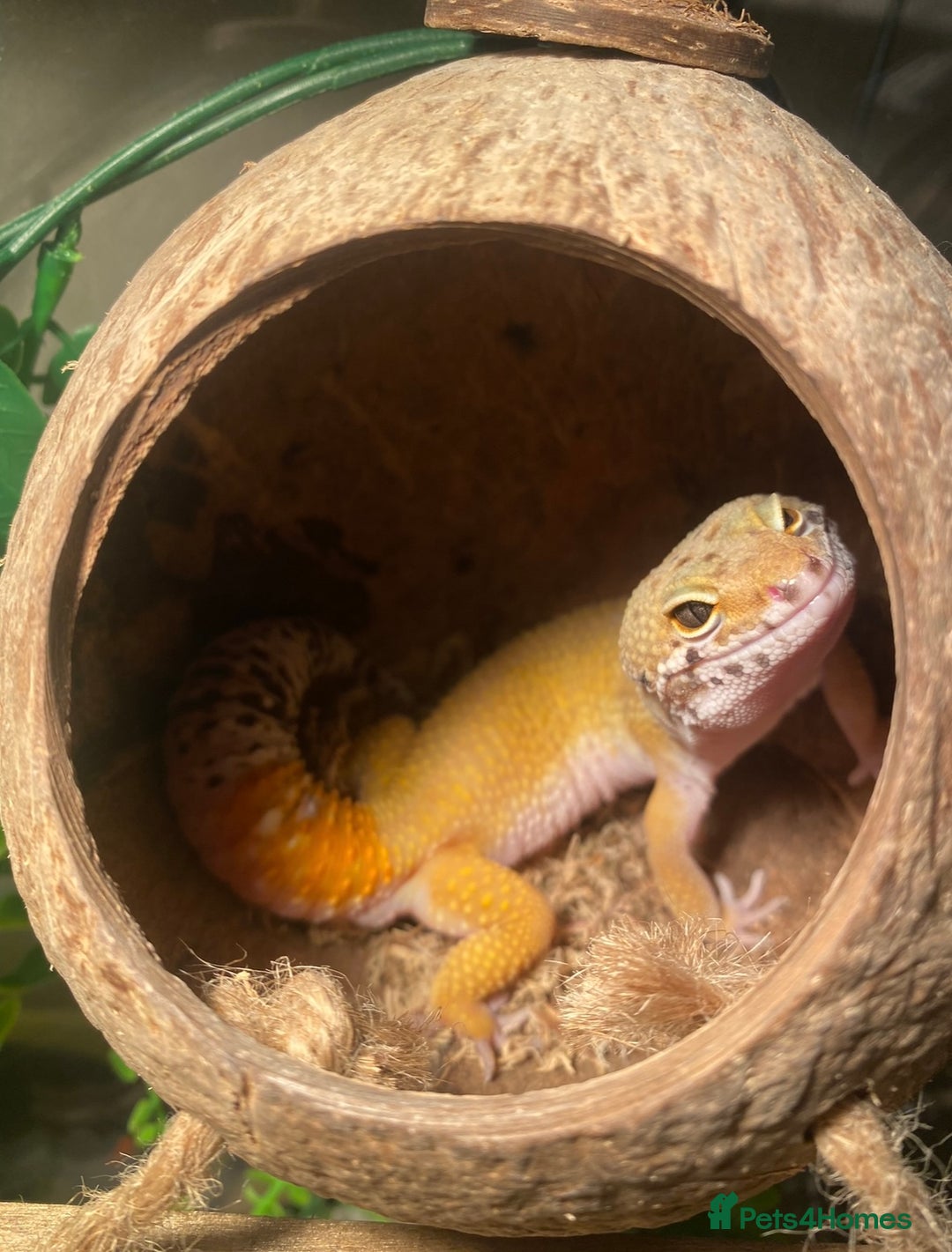 Leopard Gecko reptiles for sale: Bailey, very active. Comes with his enclosure  - Image 3