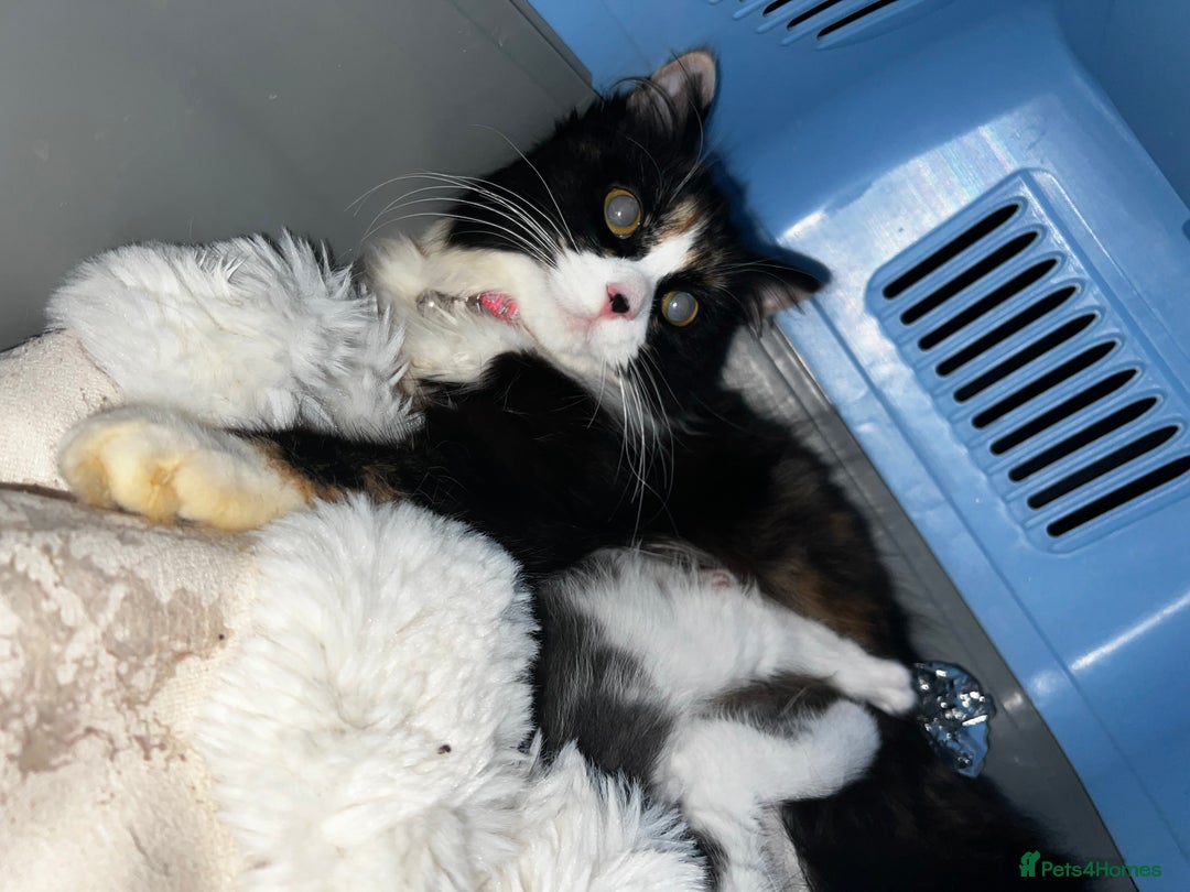 Mixed Breed cats for sale: Beautiful cat for adoption - Advert 6