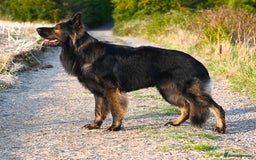 German Shepherd dogs for sale: 🧬Working Line German Shepherds, Full HealthTested - Image 8