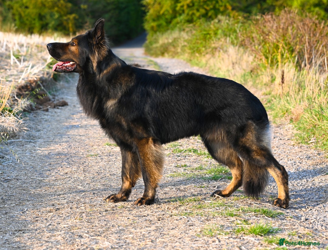 German Shepherd dogs for sale: 🧬Working Line German Shepherds, Full HealthTested - Image 8