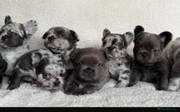 French Bulldog dogs for sale: Fluffy French Bulldog Puppies  - Image 7