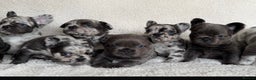French Bulldog dogs for sale: Fluffy French Bulldog Puppies  - Advert 7
