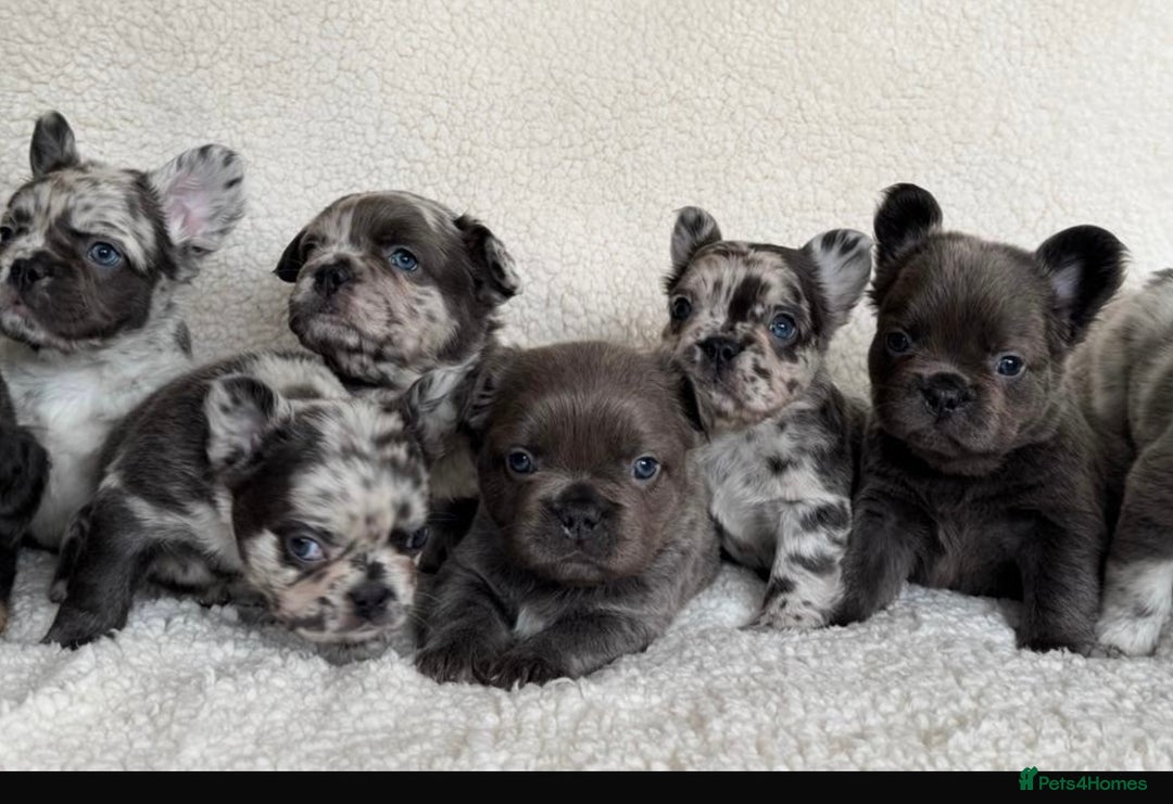 French Bulldog dogs for sale: Fluffy French Bulldog Puppies  - Image 7