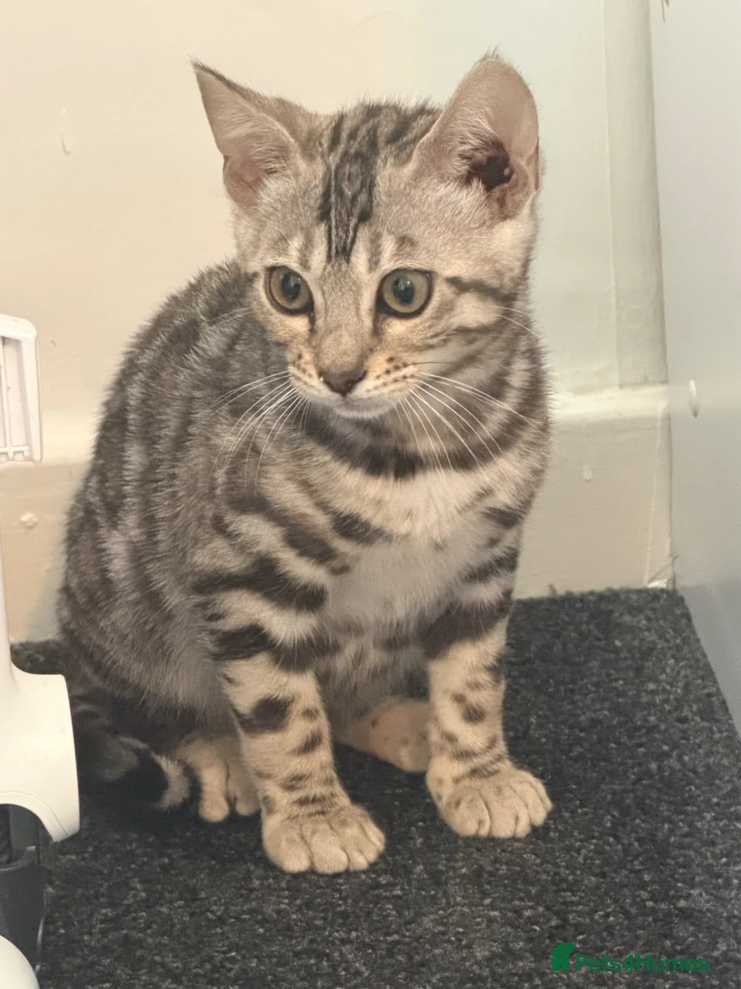 Bengal cats for sale: 9 month silver. Female bengal. - Advert 4