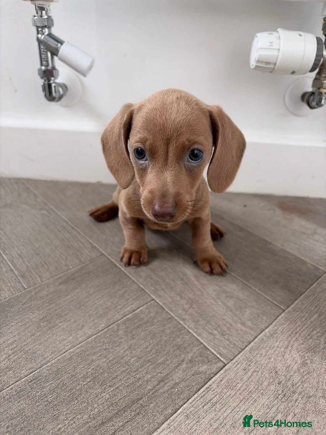 Dachshund dogs for sale: 1 Isabella boy & 1 fawn girl for sale  - Advert 2