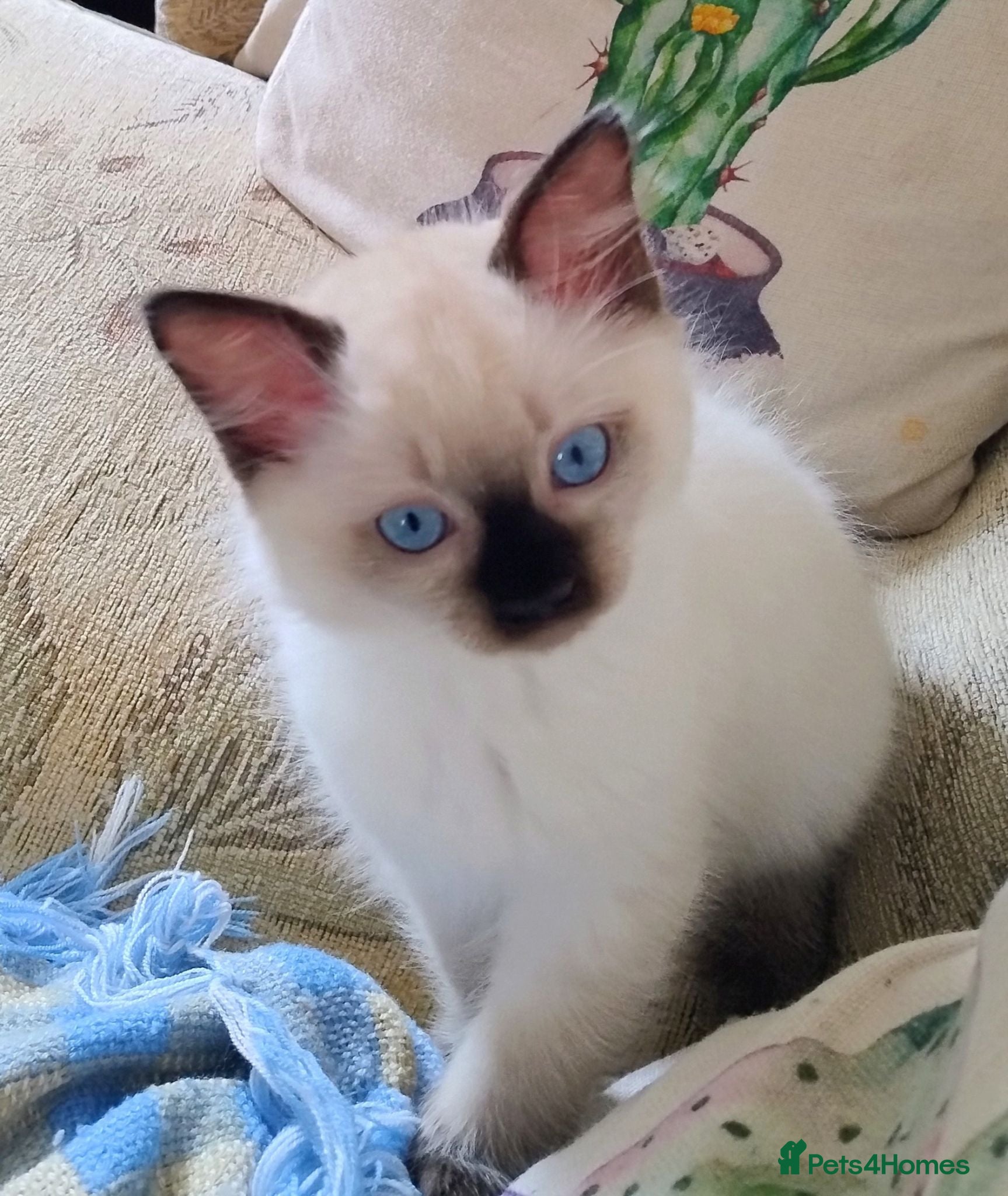 Ragdoll cats Pure bred Ragdolls need loving homes - Advert 2