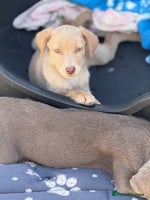 Labrador Retriever dogs Kc reg CHAMPAGNE LABRADORS - Advert 10