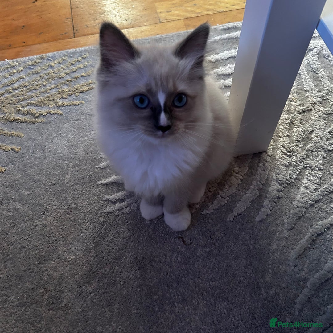 Ragdoll cats for sale: 😻 Beautiful Ragdoll Kittens😻 - Advert 5