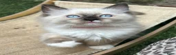 Ragdoll cats for sale: 🐾1 Boy left available🐾 - Advert 10