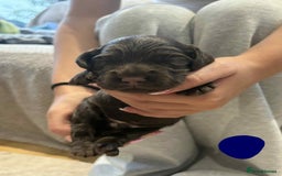 Cocker Spaniel dogs for sale: Working Cocker Spaniel Pups parents DNA tested - Image 25