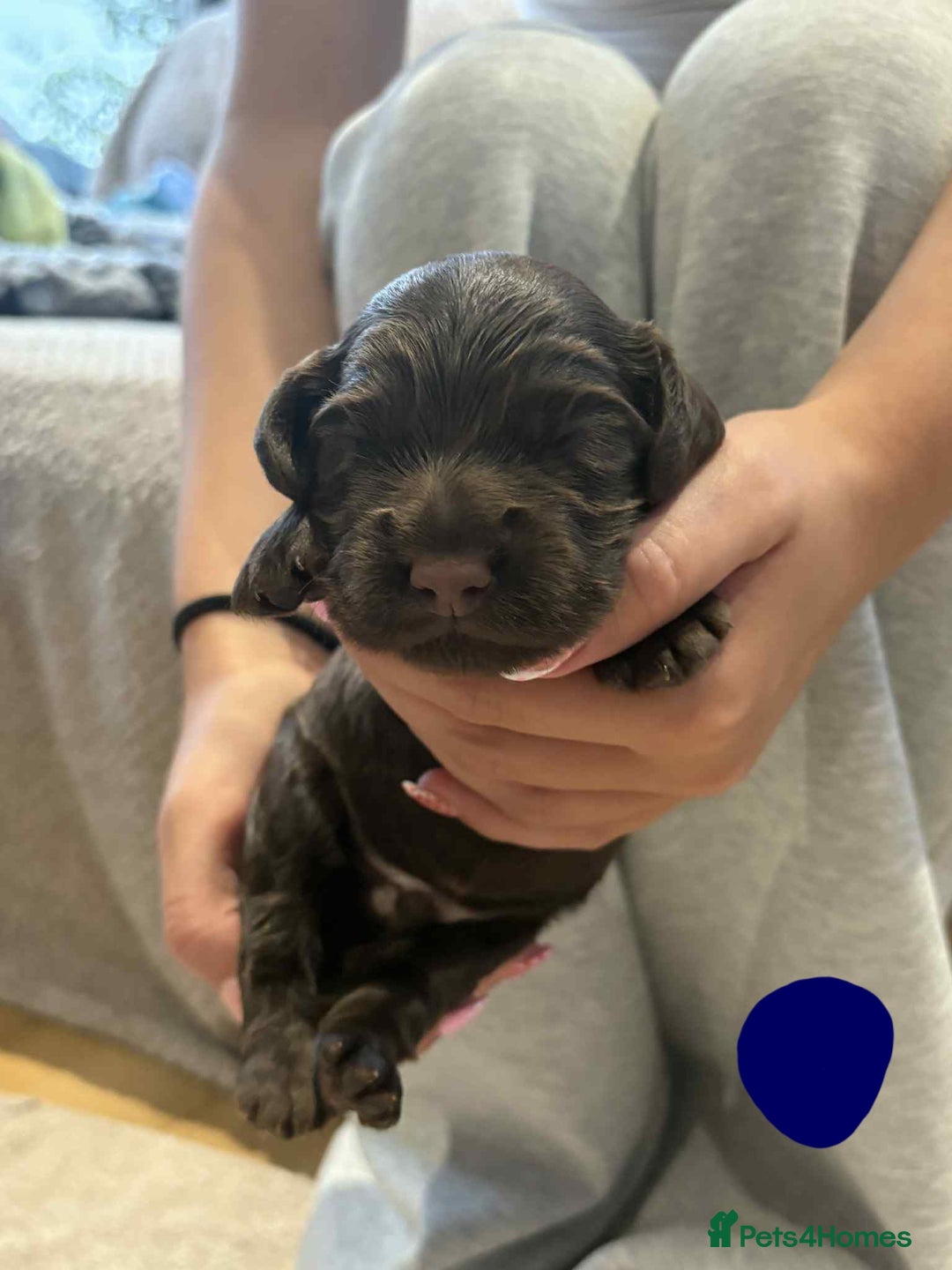 Cocker Spaniel dogs for sale: Working Cocker Spaniel Pups parents DNA tested - Image 25