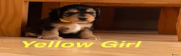 Cocker Spaniel dogs for sale: Cocker Spaniel Puppies  in Peterborough - Advert 4