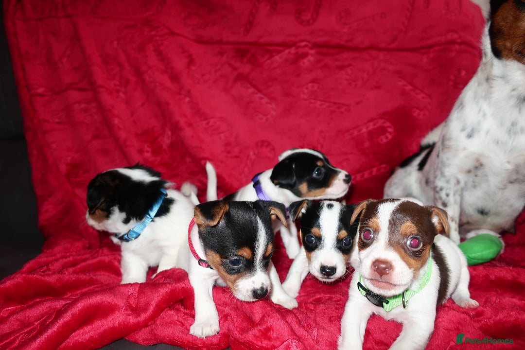 Jack Russell dogs for sale: Five beautiful Jack Russell's - Advert 6