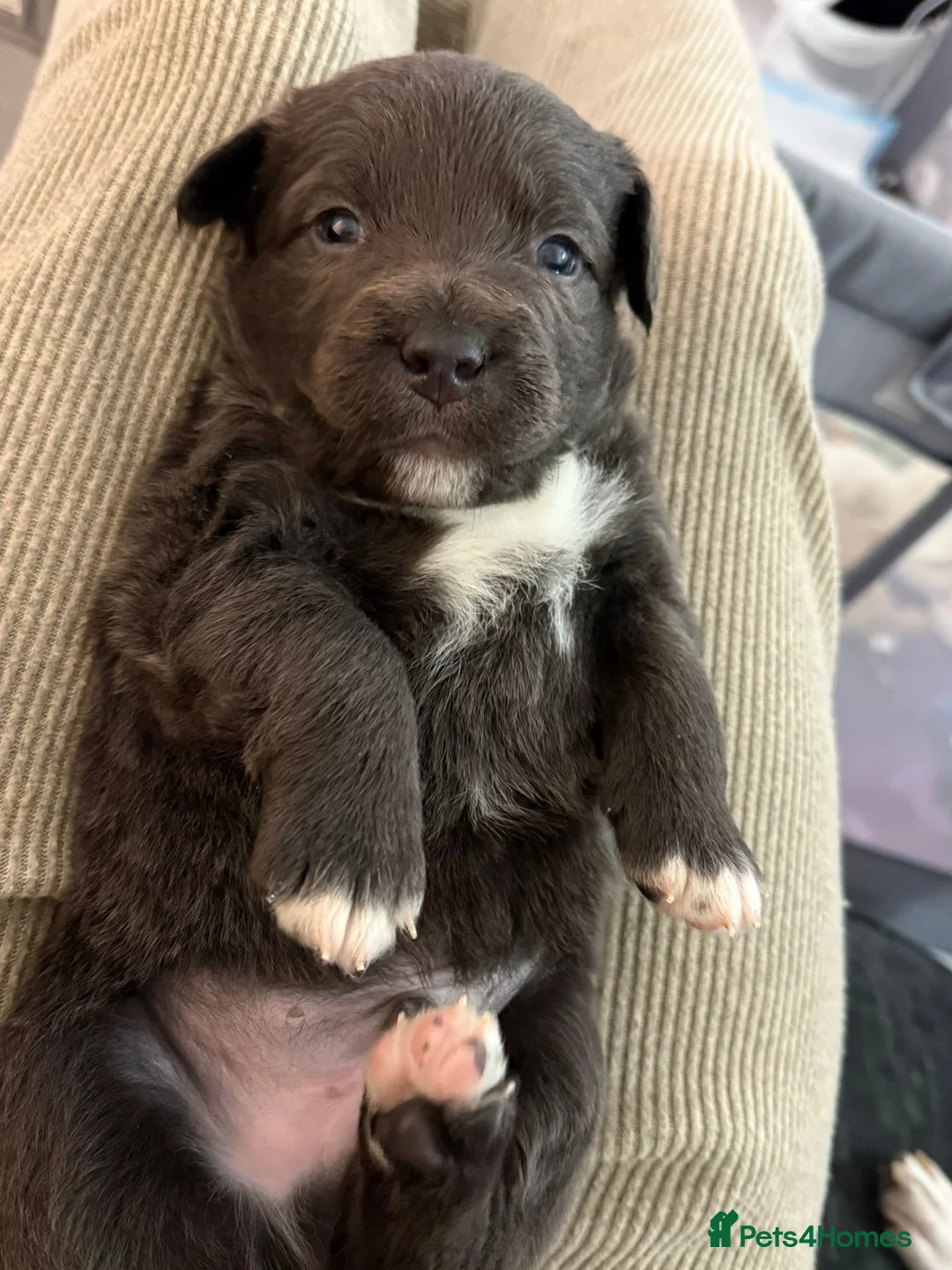 Staffordshire Bull Terrier dogs for sale: Handsome buster  - Advert 6