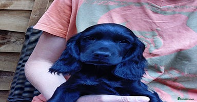 Cocker Spaniel dogs - Advert 11