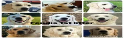 Golden Retriever dogs for sale: Our Beautifil KC registered Golden Retriever   in Leeds - Advert 30