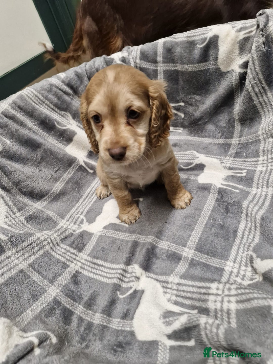 Cockapoo dogs for sale: Beautiful Cockerpoo puppies - Advert 5