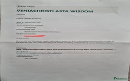 Lhasa Apso dogs for stud: Handsome Lhasa Apso stud (Proven) in Pontefract - Image 9