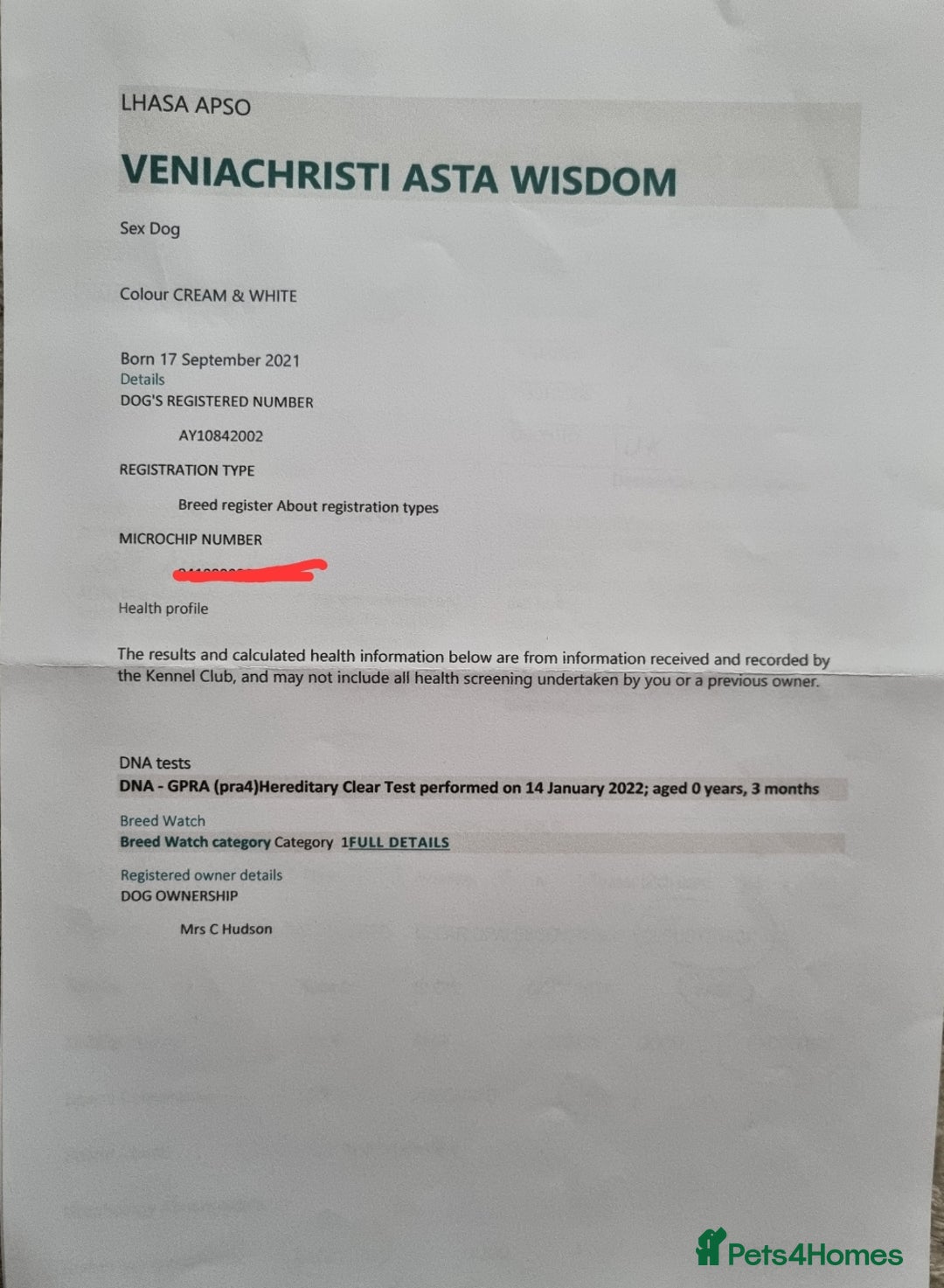 Lhasa Apso dogs for stud: Handsome Lhasa Apso stud (Proven) in Pontefract - Image 9