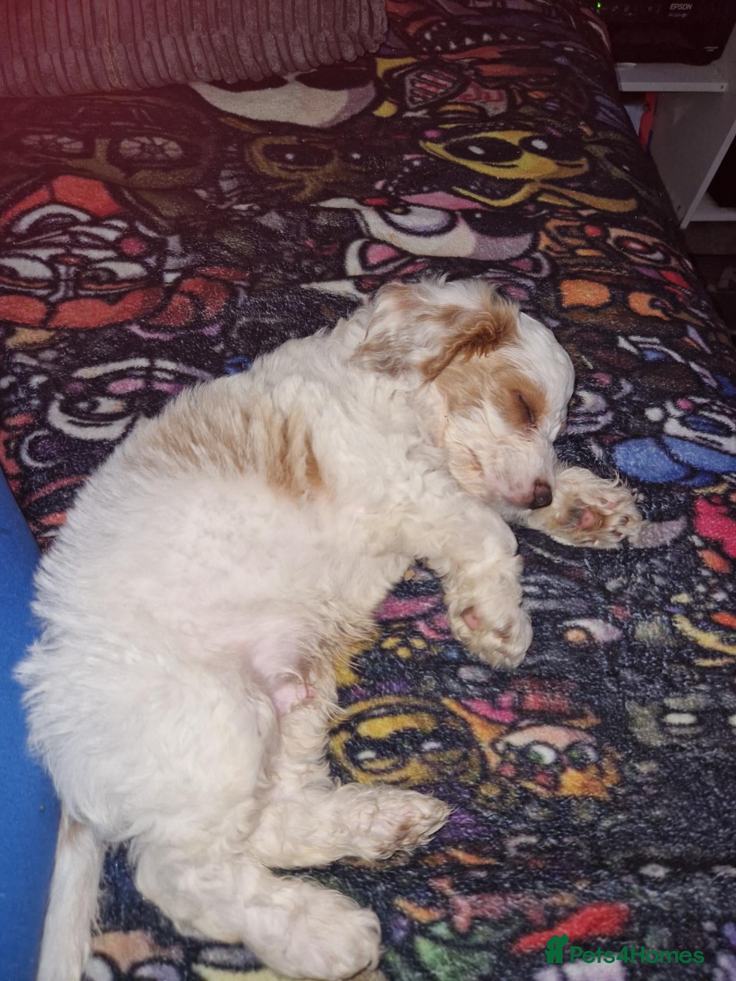 Cockapoo dogs 17 week old male cockapoo  - Advert 1