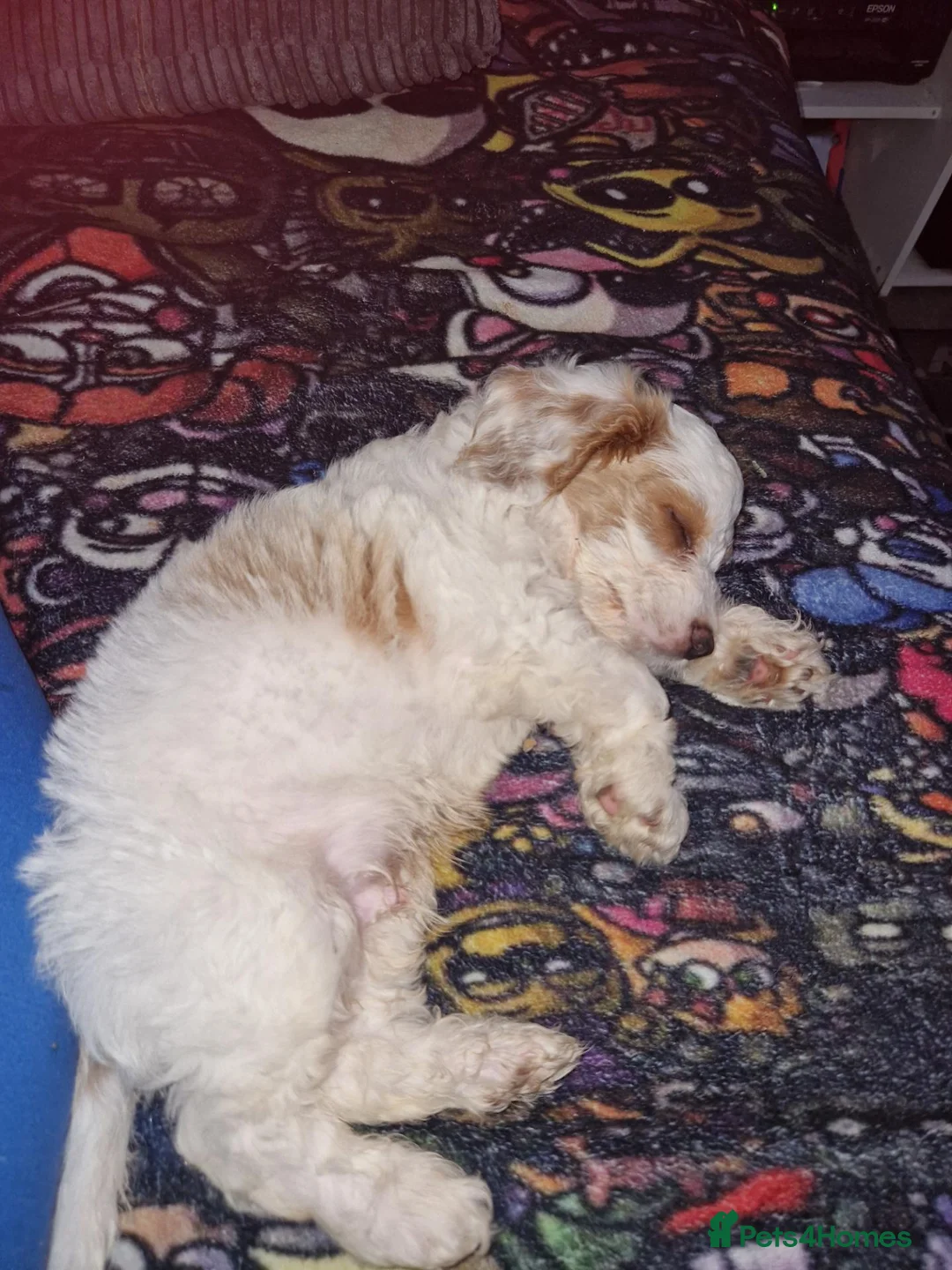 Cockapoo dogs for sale: 17 week old male cockapoo  - Advert 1
