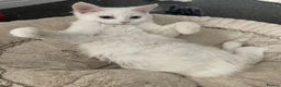 Mixed Breed cats for sale: Extremely friendly bio eye white fluffy girl - Advert 1