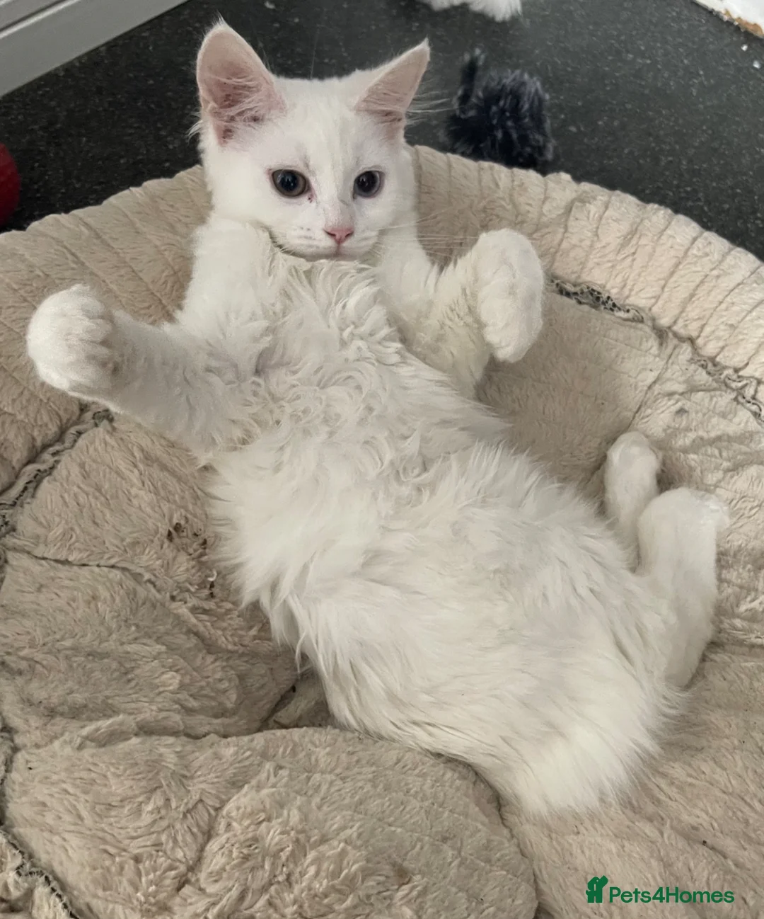 Mixed Breed cats for sale: Extremely friendly bio eye white fluffy girl - Advert 1
