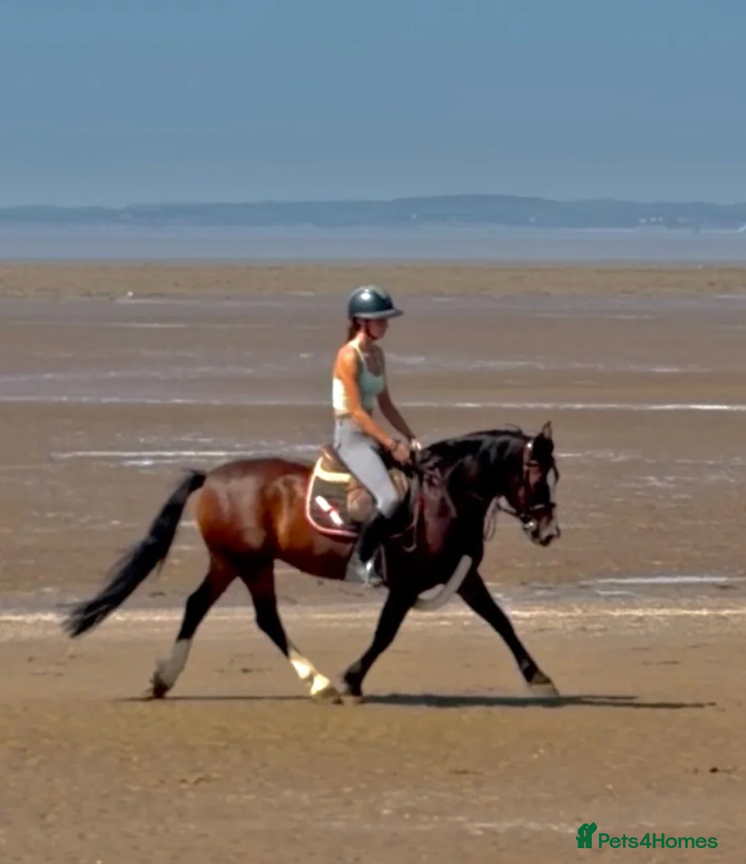 Welsh Section D horses for sale: Whizzy Welsh and a whole lot of fun  - Advert 2