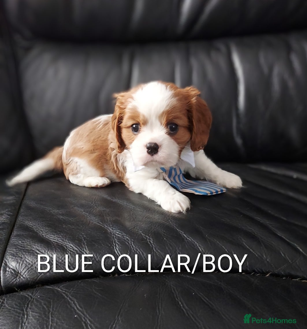 Cavalier King Charles Spaniel dogs for sale: GREAT QUALITY CKCS/DWKC REG/ DNA  - Advert 1