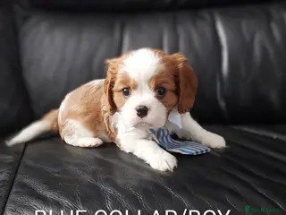 Cavalier King Charles Spaniel dogs for sale: GREAT QUALITY CKCS/DWKC REG/ DNA - Advert 1