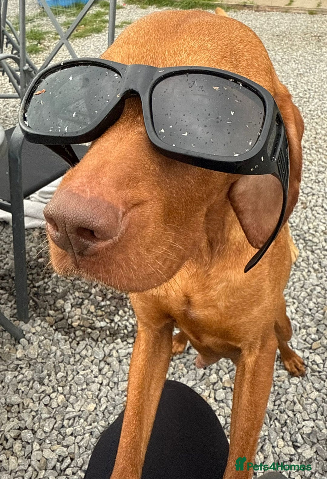 Hungarian Vizsla dogs for sale: Beautiful Nellie needs a family  - Image 2