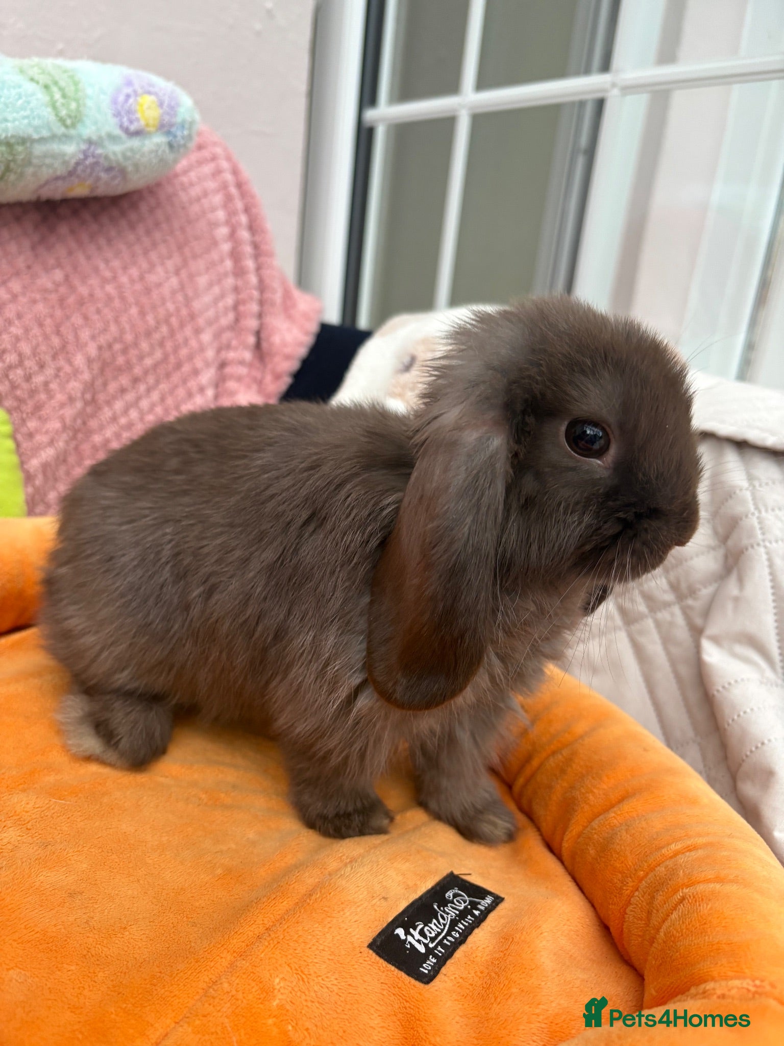 Mini Lop rabbits Mini lops-raised indoors-vaccinated  - Advert 2
